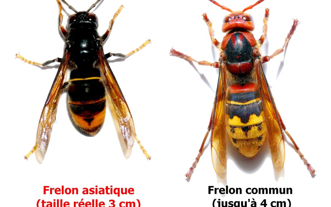 Danger du frelon asiatique