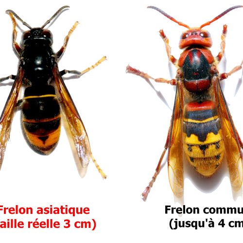 Danger du frelon asiatique